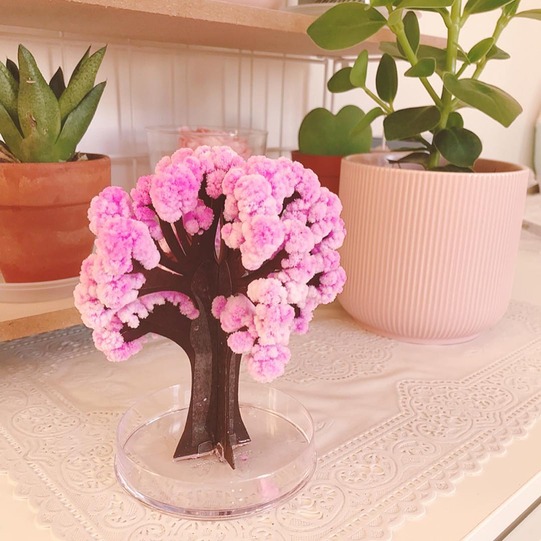 Magic Sakura Paper Craft Growing Tree DIY